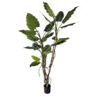 ALOCASIA PLANT W-VASE H150
