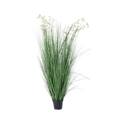 GREVILLEA WHITE PLANT W-VASE X9F H150