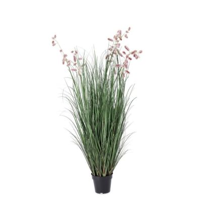 GREVILLEA PINK PLANT W-VASE X9F H150