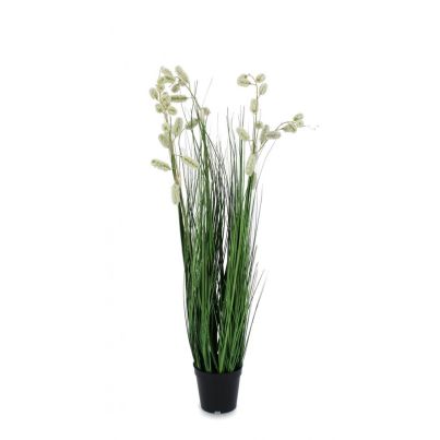 GREVILLEA WHITE PLANT W-POT X5F H100