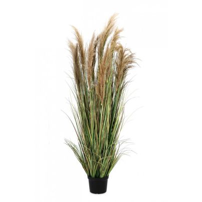 AUSTORDERIA PAMPAS PLANT W-VASE H180