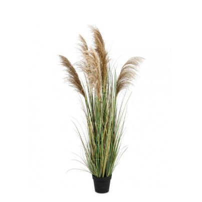 AUSTORDERIA PAMPAS PLANT W-VASE H170