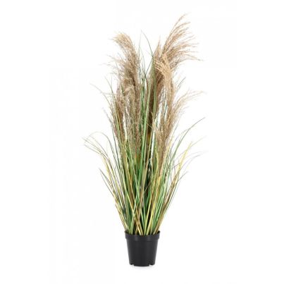AUSTORDERIA PAMPAS PLANT W-VASE H90