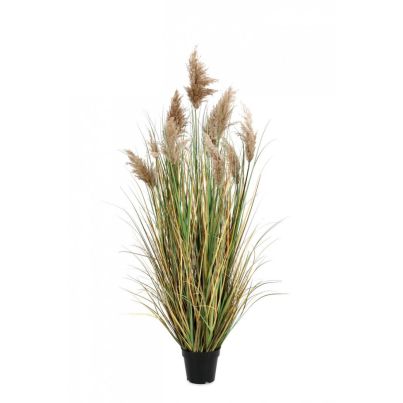 GYNERIUM PAMPAS PLANT W-VASE H150