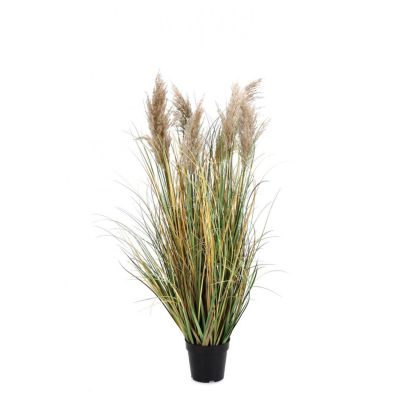 GYNERIUM PLANT WITH VASE H120