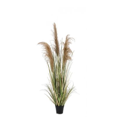 AUSTORDERIA PAMPAS PLANT W-VASE H145