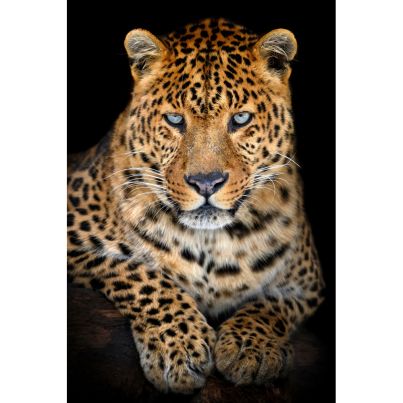 Aluminium print Leo with Steel Blue Eyes 80x120cm