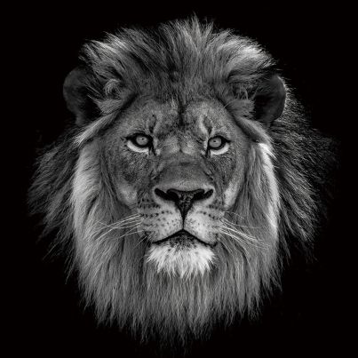 Glass printing wall art The Lion King 80x120cm